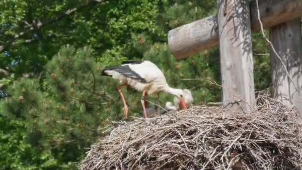 White Stork Courtship Period Early Spring France Alsace Little Storks — 비디오
