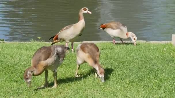 Little Baby Geese Graze Lawn Park — ストック動画