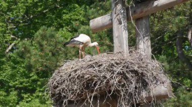 White stork in courtship period in early spring, France, Alsace. Little storks, cubs in the nest.