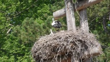 White stork in courtship period in early spring, France, Alsace. Little storks, cubs in the nest.