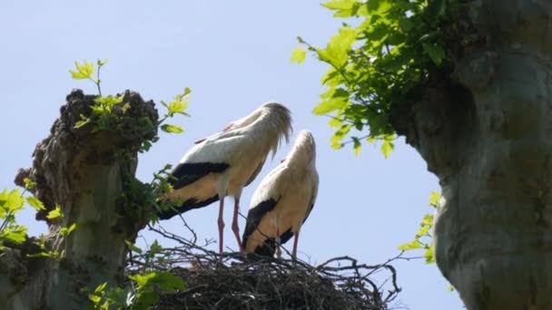 Two Adult Storks Nest Tilt Heads Funny France Alsace — Vídeo de Stock
