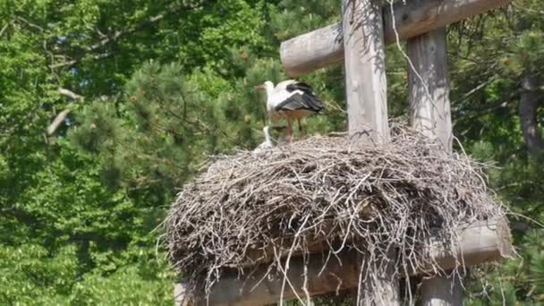 White Stork Courtship Period Early Spring France Alsace Little Storks — Stock video