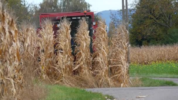 Kehl Germany October 2021 Combine Harvester Harvests Dry Ripe Corn — Αρχείο Βίντεο
