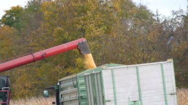 A huge flow of corn grains that flows down a special pipe of the combine into a truck waiting for transportation.