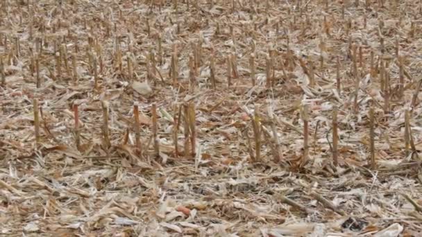 空旷的田野里有切碎的干玉米茎 收割机后的田地 — 图库视频影像