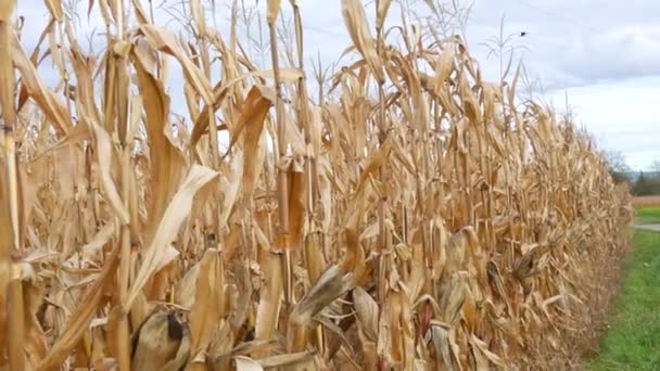 Dry Corn Field Ripe Corn Stalk Autumn Harvest — Vídeos de Stock