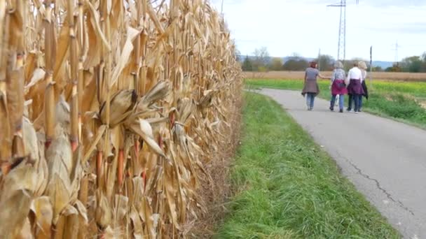 Dry Corn Field Ripe Corn Stalk Autumn Harvest Company People — Stock videók