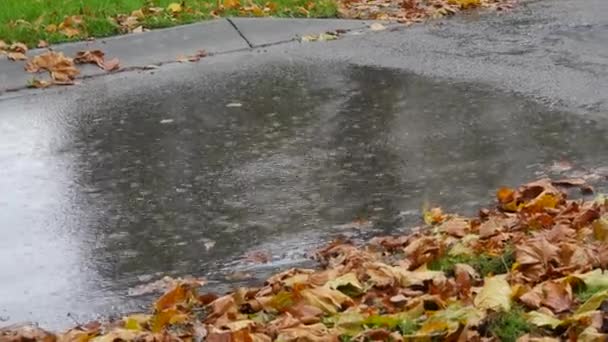 Rainy Autumn Weather Heavy Rain Drops Asphalt Next Falling Yellow — Vídeo de Stock