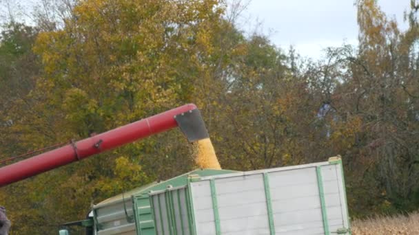 Huge Flow Corn Grains Flows Special Pipe Combine Truck Waiting — Vídeo de stock