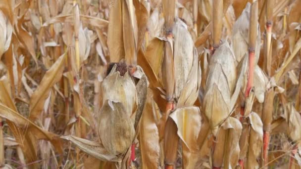 Dry Corn Field Ripe Corn Stalk Autumn Harvest – Stock-video