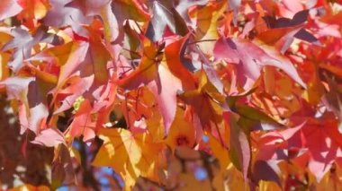 Autumn landscape, red maple leaves on the branches of a tree sway in the wind on a warm autumn day in the park on the street, close up view. Colorful natural foliage close up view.