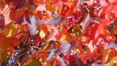 Autumn landscape, red maple leaves on the branches of a tree sway in the wind on a warm autumn day in the park on the street, close up view. Colorful natural foliage close up view.