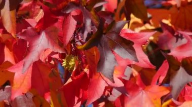Autumn landscape, red maple leaves on the branches of a tree sway in the wind on a warm autumn day in the park on the street, close up view. Colorful natural foliage close up view.