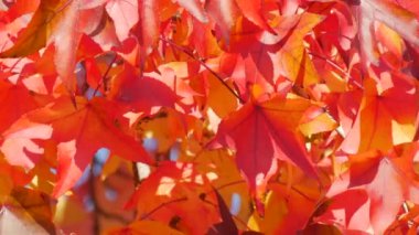 Autumn landscape, red maple leaves on the branches of a tree sway in the wind on a warm autumn day in the park on the street, close up view. Colorful natural foliage close up view.