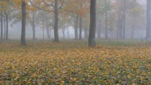 Autumn Deciduous Forest Fog Autumn Aesthetics Deserted Park Fallen Yellow — ストック動画