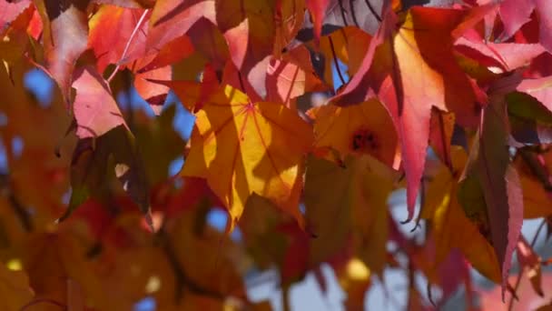 Autumn Landscape Red Maple Leaves Branches Tree Sway Wind Warm — Wideo stockowe
