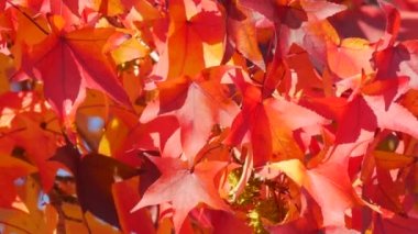 Autumn landscape, red maple leaves on the branches of a tree sway in the wind on a warm autumn day in the park on the street, close up view. Colorful natural foliage close up view.