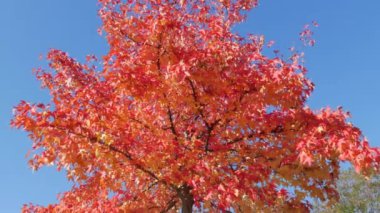 Autumn landscape, red maple tree leaves on the branches sway in the wind on a warm autumn day in the park on the street. Colorful natural foliage against the blue sky.