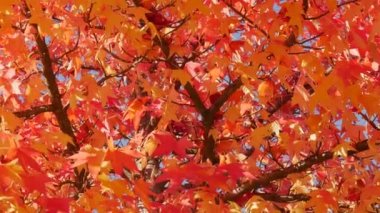 Autumn landscape, red maple leaves on the branches of a tree sway in the wind on a warm autumn day in the park on the street, close up view. Colorful natural foliage close up view.