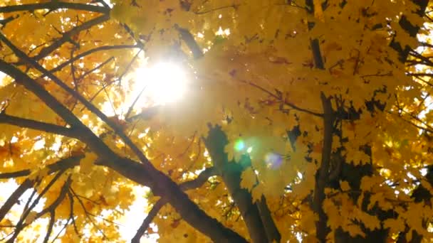 Beautiful Autumnal Lush Foliage Bright Yellow Color Sways Tree Branch — Vídeo de Stock
