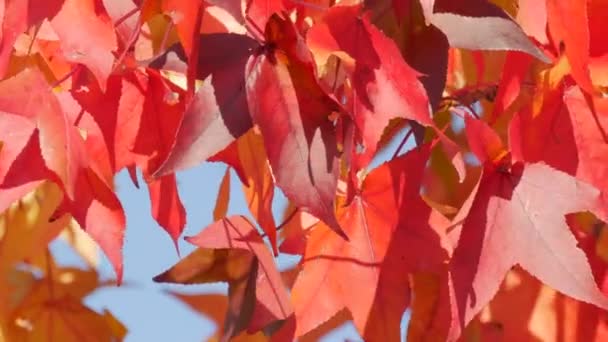Autumn Landscape Red Maple Leaves Branches Tree Sway Wind Warm — Stockvideo