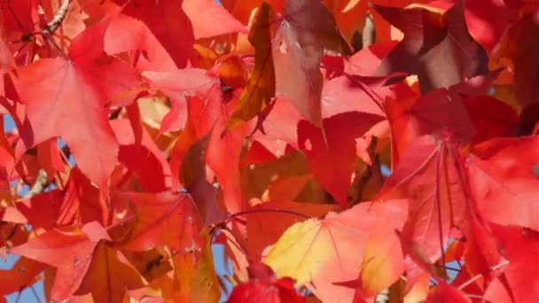 Autumn Landscape Red Maple Leaves Branches Tree Sway Wind Warm — Video