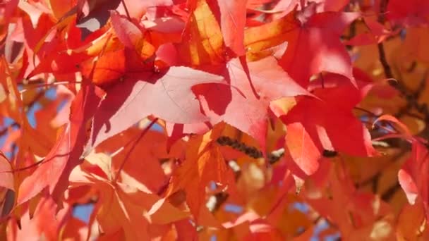 Autumn Landscape Red Maple Leaves Branches Tree Sway Wind Warm — Vídeo de stock