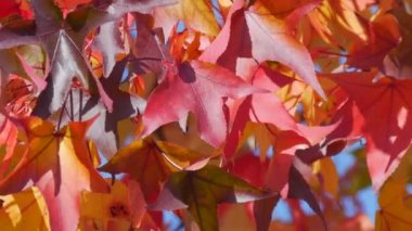Autumn landscape, red maple leaves on the branches of a tree sway in the wind on a warm autumn day in the park on the street, close up view. Colorful natural foliage close up view.