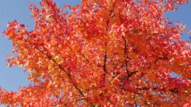 Autumn landscape, red maple tree leaves on the branches sway in the wind on a warm autumn day in the park on the street. Colorful natural foliage against the blue sky.