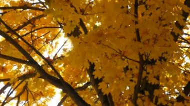 Beautiful autumnal lush foliage of bright yellow color sways on a tree branch through which a ray of sun makes its way against the background of the sky.