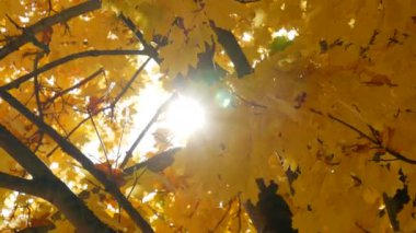 Beautiful autumnal lush foliage of bright yellow color sways on a tree branch through which a ray of sun makes its way against the background of the sky.