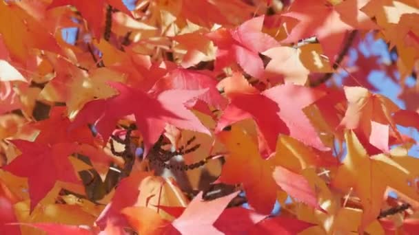 Autumn Landscape Red Maple Leaves Branches Tree Sway Wind Warm — Stockvideo