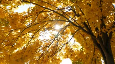 Beautiful autumnal lush foliage of bright yellow color sways on a tree branch through which a ray of sun makes its way against the background of the sky.