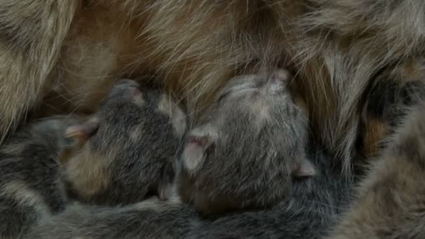 Madre Gato Alimenta Recién Nacidos Gatitos Día Los Gatitos Recién — Vídeos de Stock