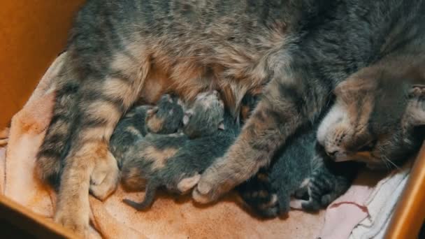 Matka Kočka Krmí Novorozená Koťata Jednoho Dne Novorozená Koťata Sají — Stock video