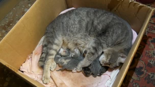 Matka Kočka Krmí Novorozená Koťata Jednoho Dne Novorozená Koťata Sají — Stock video