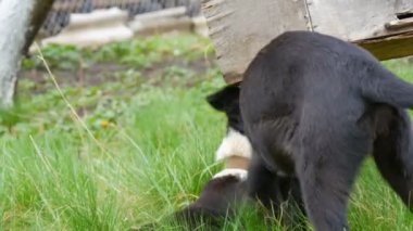 İki güzel siyah köpek yavrusu yeşil çimlerin üzerinde oynaşıp oynaşıyorlar.