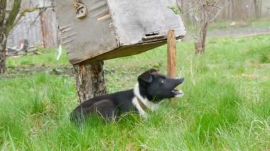 İki güzel siyah köpek yavrusu yeşil çimlerin üzerinde oynaşıp oynaşıyorlar.