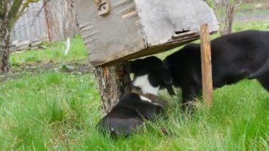 İki güzel siyah köpek yavrusu yeşil çimlerin üzerinde oynaşıp oynaşıyorlar.
