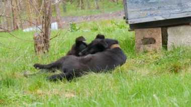 İki güzel siyah köpek yavrusu yeşil çimlerin üzerinde oynaşıp oynaşıyorlar.