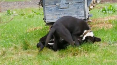 İki güzel siyah köpek yavrusu yeşil çimlerin üzerinde oynaşıp oynaşıyorlar.