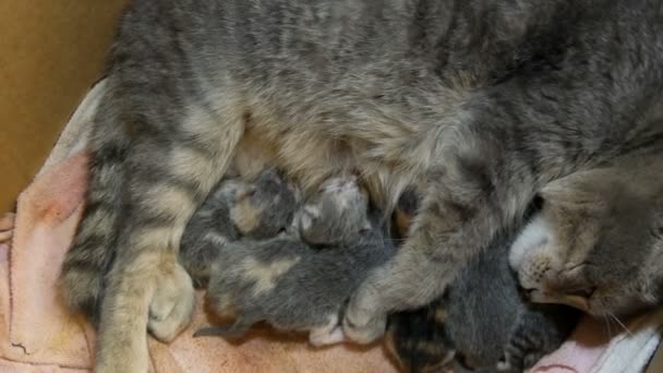 猫妈妈喂新生的小猫 一天大的新生猫咪在地板上的盒子里吸猫的奶 — 图库视频影像