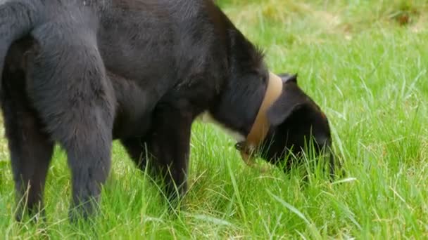 Vackra Svarta Vuxna Valp Hundar Äter Färskt Grönt Gräs Gräsmattan — Stockvideo