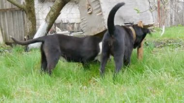 İki güzel siyah köpek yavrusu yeşil çimlerin üzerinde oynaşıp oynaşıyorlar.