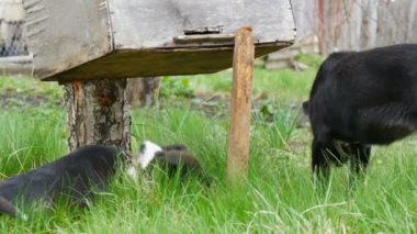 İki güzel siyah köpek yavrusu yeşil çimlerin üzerinde oynaşıp oynaşıyorlar.