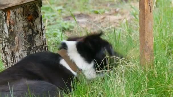 Beautiful Black Haired Grown Puppy Dog Eats Fresh Green Grass — Stock Video