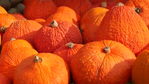 南瓜收获 在秋天落日的余晖中 田野里有许多种类的南瓜 各种形状和尺寸的红色或橙色南瓜 万圣节准备工作 — 图库视频影像