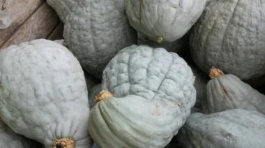 Balkabağı hasadı. Tahta kutularda çok sayıda balkabağı var. Çeşitli şekil ve boyutlarda gri balkabakları. Sonbahar Cadılar Bayramı hazırlığı.