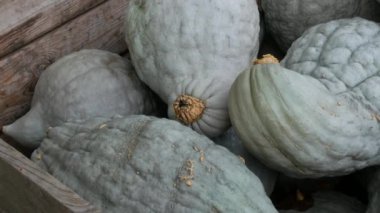 Balkabağı hasadı. Tahta kutularda çok sayıda balkabağı var. Çeşitli şekil ve boyutlarda gri balkabakları. Sonbahar Cadılar Bayramı hazırlığı.