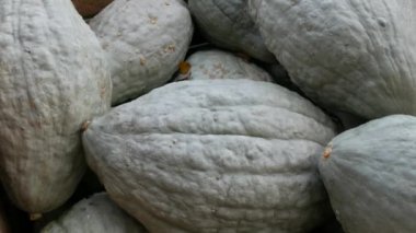 Balkabağı hasadı. Tahta kutularda çok sayıda balkabağı var. Çeşitli şekil ve boyutlarda gri balkabakları. Sonbahar Cadılar Bayramı hazırlığı.
